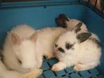 Dwaft Breed Rabbit - Dwarf + Netherland Dwarf Rabbit