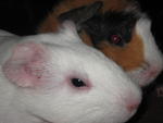 PF10782 - Guinea Pig Small & Furry