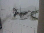 Miez Bulat - Domestic Short Hair Cat