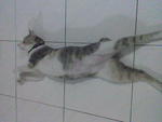 Miez Bulat - Domestic Short Hair Cat