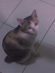 Miez Bulat - Domestic Short Hair Cat