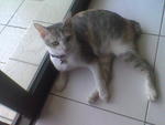 Miez Bulat - Domestic Short Hair Cat