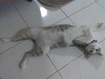 Miez Bulat - Domestic Short Hair Cat