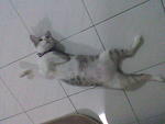 Miez Bulat - Domestic Short Hair Cat