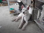 I am a good watchdog