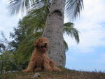 Enzo at the beach