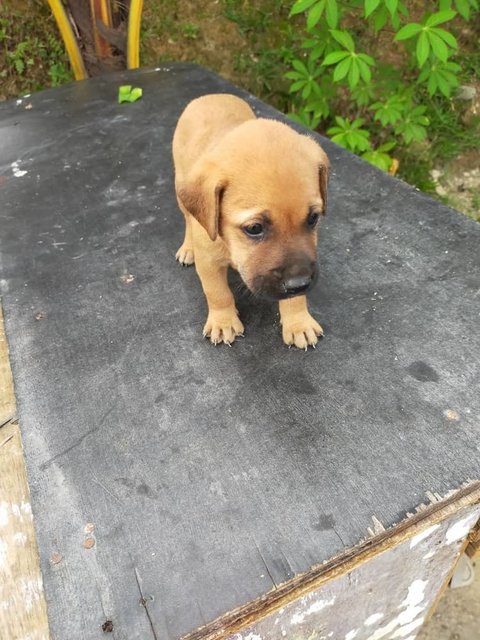 Black , Pepper , Coco, Browny - Mixed Breed Dog