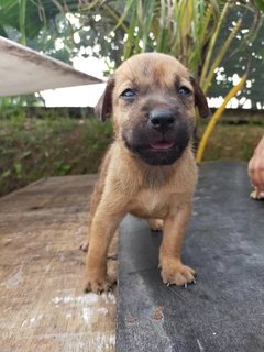 Black , Pepper , Coco, Browny - Mixed Breed Dog