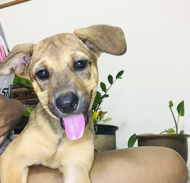 Honey  - Mixed Breed Dog