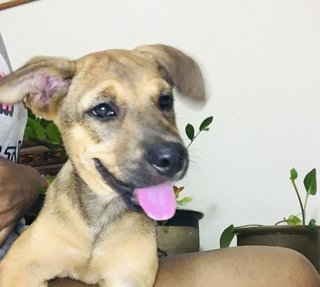 Honey  - Mixed Breed Dog