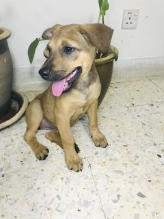 Honey  - Mixed Breed Dog