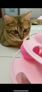 Ciku - Domestic Short Hair Cat