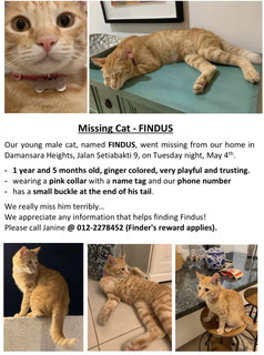 Findus - Domestic Short Hair Cat