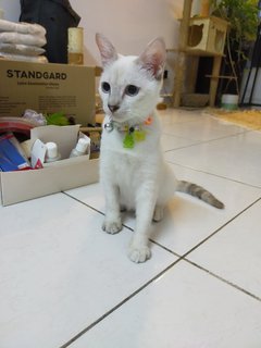 Cotton - Domestic Short Hair Cat