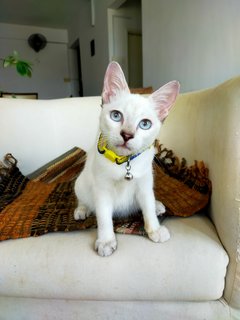 Cotton - Domestic Short Hair Cat