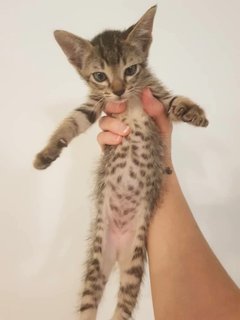 The Birdsong Babies - Domestic Short Hair Cat