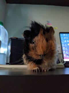 Tuktuk - Guinea Pig Small & Furry