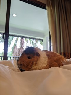 Tuktuk - Guinea Pig Small & Furry