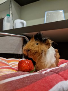 Tuktuk - Guinea Pig Small & Furry