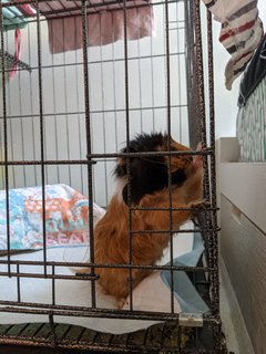 Tuktuk - Guinea Pig Small & Furry