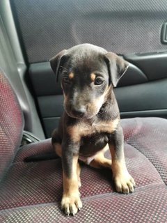 Rocky Boy - Mixed Breed Dog