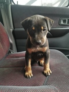 Rocky Boy - Mixed Breed Dog