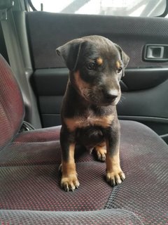 Rocky Boy - Mixed Breed Dog