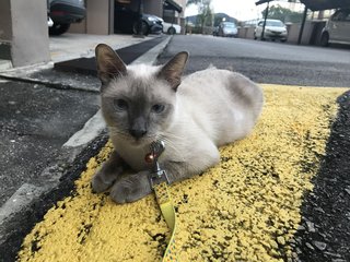 Sammy - Siamese Cat