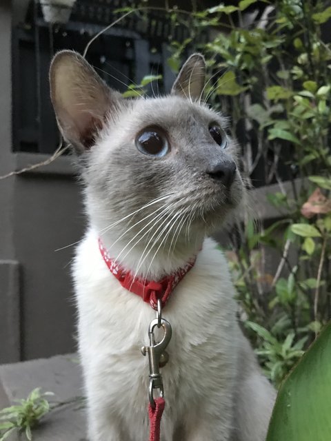 Sammy - Siamese Cat