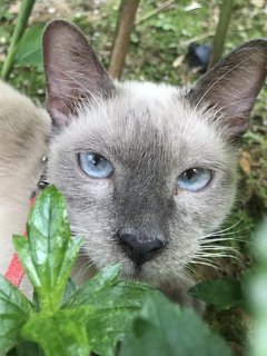 Sammy - Siamese Cat