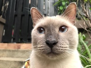 Sammy - Siamese Cat