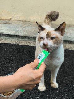 Tofu - Domestic Short Hair Cat