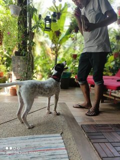 Oreo The Happy Dog - Mixed Breed Dog