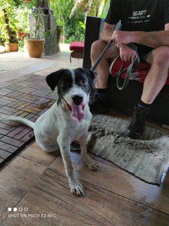 Oreo The Happy Dog - Mixed Breed Dog