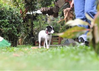 Oreo The Happy Dog - Mixed Breed Dog