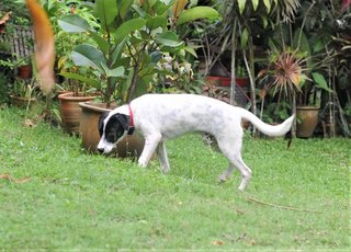 Oreo The Happy Dog - Mixed Breed Dog