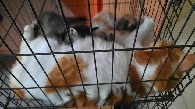 Kittens - Domestic Medium Hair Cat