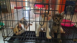 Kittens - Domestic Medium Hair Cat