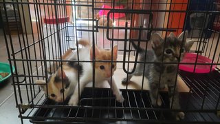 Kittens - Domestic Medium Hair Cat