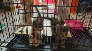 Kittens - Domestic Medium Hair Cat