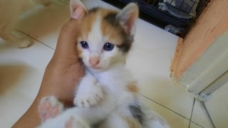 Kittens - Domestic Medium Hair Cat