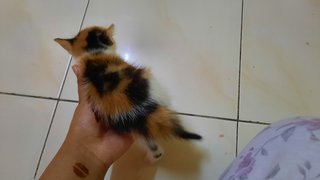 Kittens - Domestic Medium Hair Cat