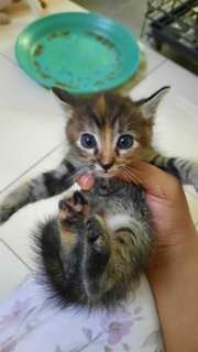 Kittens - Domestic Medium Hair Cat