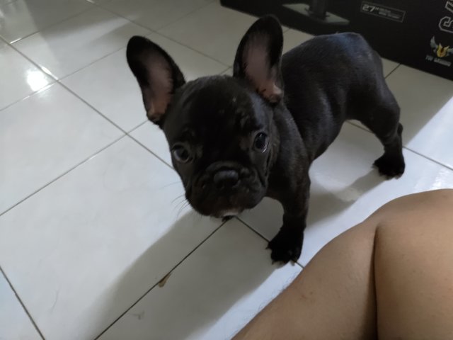 Bingu - French Bulldog Dog