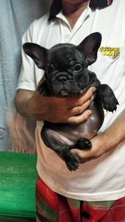 Bingu - French Bulldog Dog