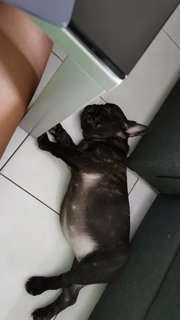 Bingu - French Bulldog Dog