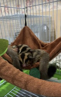 Miko And Candy - Sugar Glider Small & Furry