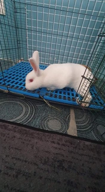 *back Leg Problem* 1 Male Rabbit -ampang - Bunny Rabbit Rabbit