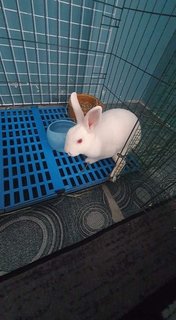 *back Leg Problem* 1 Male Rabbit -ampang - Bunny Rabbit Rabbit