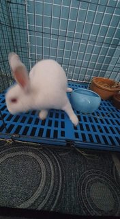 *back Leg Problem* 1 Male Rabbit -ampang - Bunny Rabbit Rabbit